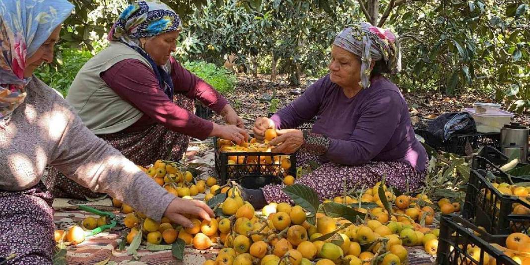 İç pazarda 100 TL, dış pazarda 4 dolar: Mersin'de "Sarı altın" için hasat saati geldi 4